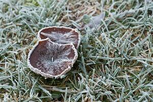 Frost covered mushroom and grass in winter photo