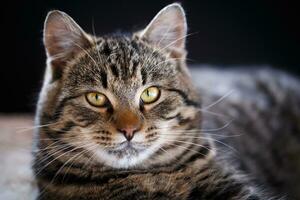 Tabby cat close up, selective focus photo