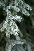 Winter frost on spruce christmas tree close-up photo