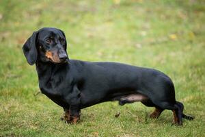 Purebred shorthaired dachshund photo