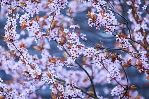 Blossoming branch with with flowers of Prunus cerasifera photo