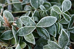 Closeup of frosty grass photo