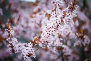 Blossoming branch with with flowers of Prunus cerasifera photo