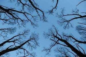 Tree silhouettes and sky at sunset photo