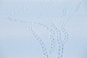 Bird tracks in snow photo