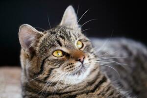 Tabby cat close up, selective focus photo