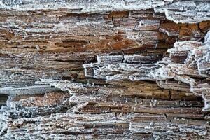 Rime on rotten wood photo