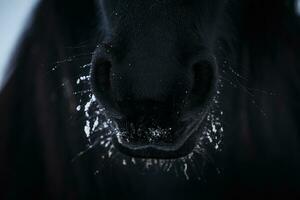 Nostrils of friesian horse in to snow close up photo
