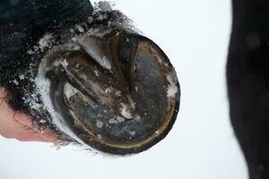 Closeup of horse hooves in winter photo