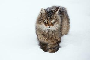 atigrado gato en el nieve durante nevada foto