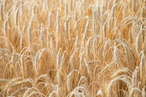 Golden ears of wheat on the field. photo