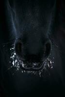 Nostrils of friesian horse in to snow close up photo