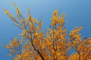 Beautiful Colorful Autumn Leaves and blue sky. photo