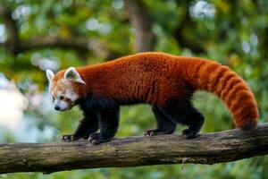 Red panda, Ailurus fulgens on the tree. Cute panda bear in forest habitat. photo