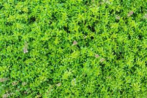 Twigs of fresh thyme, Thymus Vulgaris, perennial fragranced foliage and herb, in aromatic gardens in natural daylight photo