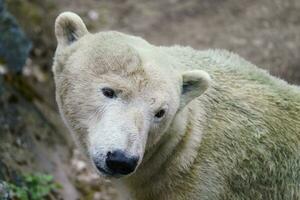 Polar bear with dirty fur on a rock photo