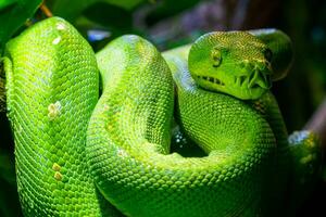 Green tree python, Morelia viridis close-up. Portrait art. photo