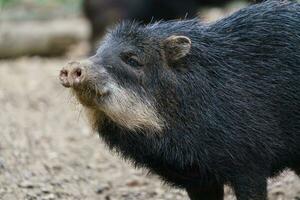 Chacoan peccary, Catagonus wagneri, also known as the tagua. photo