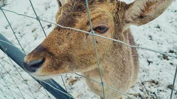 metraggio di il all'aperto inverno scena nel il rurale villaggio. cervo nel il allegato. natura video