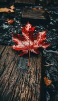 AI generated 4K colorful leaf AMOLED wallpaper photo