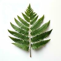 AI generated Green fern leaf on a white background created with generative AI technology photo