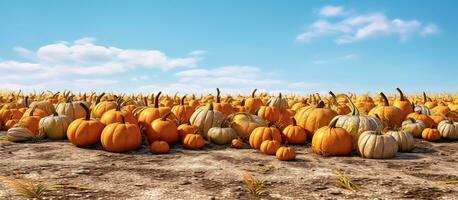 AI generated Pumpkin patch fall autumn season photo