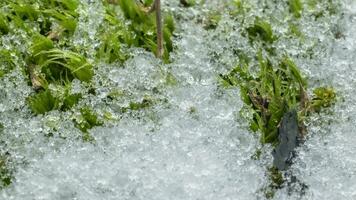 Macro time-lapse shot of shiny particles of melting snow and open green sprouts and leaf. Change of season from winter to spring in the forest. video