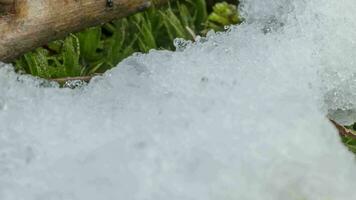 macro time-lapse schot van glimmend deeltjes van smelten sneeuw en Open groen gras en blad. verandering van seizoen van winter naar voorjaar in de Woud. video