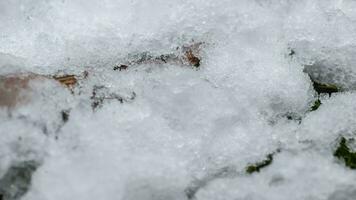 Macro time-lapse shot of shiny particles of melting snow and open green grass and branch. Change of season from winter to spring in the forest. video