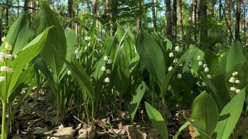 muguet printemps fleurs épanouissement. bouquet de blanc printemps lilly de le vallée fleur croissance dans une printemps forêt. arôme fleurs proche en haut. 4k euhd vidéo video