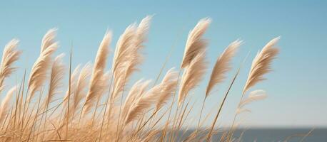 AI generated Pampas grass Minimalist Background photo