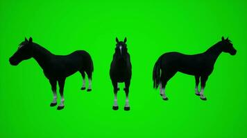 3d zwart paard animatie van drie verschillend hoeken naar visualiseren de zichtbaar Effecten van de chroma sleutel groen scherm video