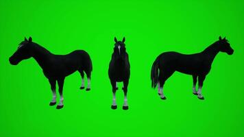 3D black horse animation from three different angles to visualize the visual effects of the chroma key green screen video