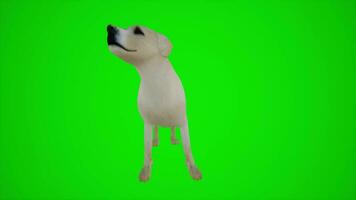 3d animatie van voorkant geconfronteerd hond voor interieur en buitenkant scènes van chroma sleutel groen scherm video