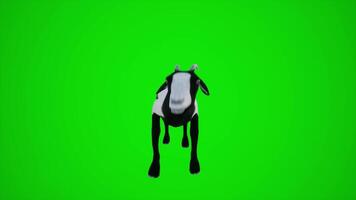 3D animation of black and white goat front view for interior and exterior scenes of chroma green curtain video