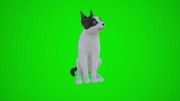 el 3d animación de el gato lo hace no ven en frente de el croma llave verde pantalla video