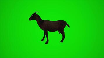 3D animation of black goat in green screen nature video