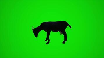 3D animation of a goat in a green screen village video