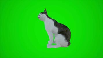 3d animación de el gato en el verde pantalla calle video