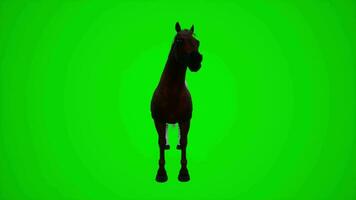 3d animation de une cheval sur une vert écran ferme video