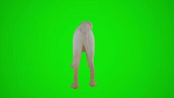 3D animation of the dog in the farm from the angle behind the green screen video