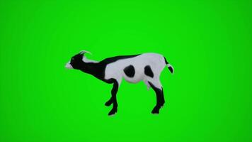 3D animation of a black and white goat in a green screen farm video