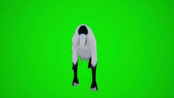 3D animation of a goat in European villages from the angle behind the green screen video