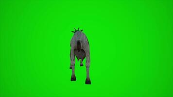 3D animation of a goat in the American countryside from the angle behind the green screen video