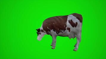 3D animation of cow in green screen farm video