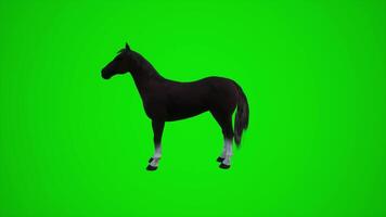3d animación de un marrón caballo en el naturaleza de arabia desde el lado ángulo de el verde pantalla video