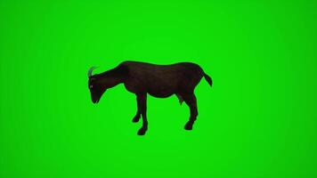 3D animation of a black goat in the field from the side angle of the green screen video