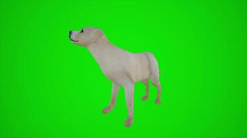 3D animation of a white dog in the city from the angle of three corners of the green screen video