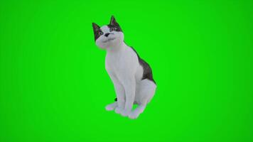 3D animation of a black and white cat in the field from three corners of the green screen video