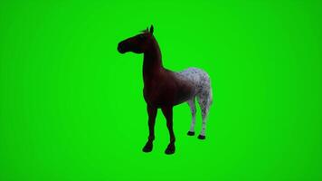 3D animation of a brown horse in the fields from three corners of the green screen video